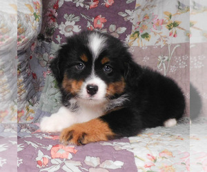 Miniature Australian Shepherd Puppy for sale in HARRISON, OH, USA