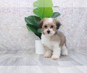 Poodle (Miniature) Puppy for sale in MARIETTA, GA, USA