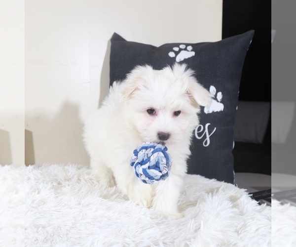 Medium Photo #3 Maltese Puppy For Sale in MOUNT VERNON, OH, USA