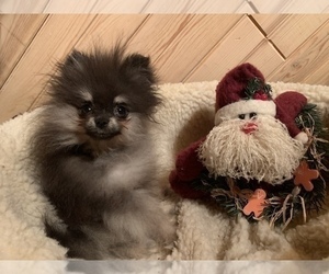Pomeranian Puppy for sale in STAPLES, MN, USA