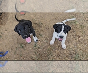 German Shorthaired Pointer-Great Pyrenees Mix Litter for sale in CHARLOTTE, NC, USA