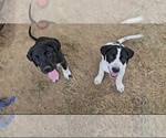 Small German Shorthaired Pointer-Great Pyrenees Mix