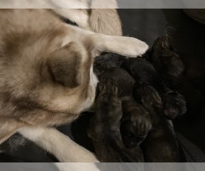 Mother of the German Shepherd Dog-Siberian Husky Mix puppies born on 08/12/2022