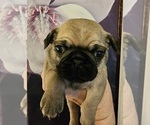 Small Photo #3 Pug Puppy For Sale in INDEPENDENCE, MO, USA