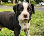 Puppy Tux Boxer