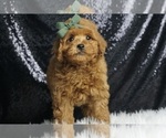 Puppy Shuggy AKC Poodle (Miniature)