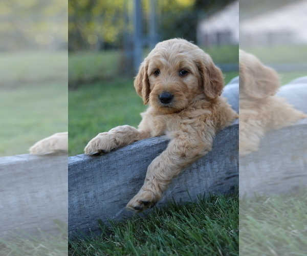 Medium Photo #4 Goldendoodle Puppy For Sale in FREDONIA, KY, USA
