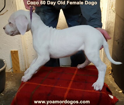 Medium Photo #124 Dogo Argentino Puppy For Sale in JANE, MO, USA