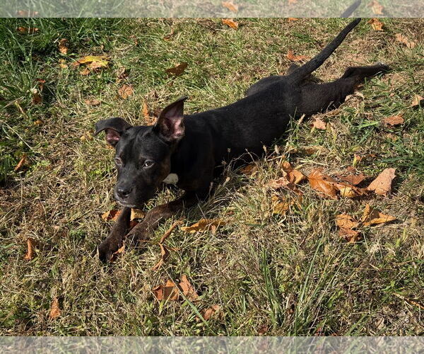 Medium Photo #6 Mountain Cur-Unknown Mix Puppy For Sale in Rockaway, NJ, USA