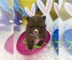 Small Photo #2 Pomeranian Puppy For Sale in BRENTWOOD, CA, USA