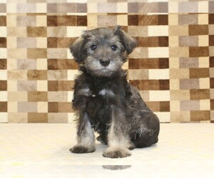 Schnauzer (Miniature) Puppy for sale in DENVER, PA, USA