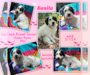Jack Russell Terrier-Unknown Mix Dogs for adoption in Missouri City, TX, USA