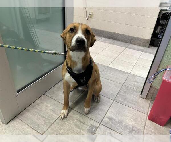 Medium Photo #1 Boxer-Pointer Mix Puppy For Sale in Grand Prairie, TX, USA