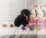Small Photo #6 Aussiedoodle Miniature  Puppy For Sale in INDIANAPOLIS, IN, USA