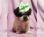 Small Photo #5 ShihPoo Puppy For Sale in BUFFALO, MO, USA