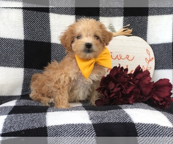 Medium Photo #2 Shih-Poo Puppy For Sale in LAKELAND, FL, USA
