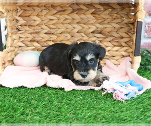 Schnauzer (Miniature) Puppy for sale in SYRACUSE, IN, USA