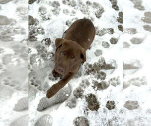 Labrador Retriever-Unknown Mix Dogs for adoption in St. Louis Park, MN, USA