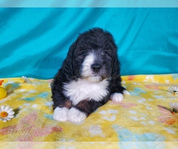 Medium Photo #5 Bernedoodle (Miniature) Puppy For Sale in COLORADO SPRINGS, CO, USA