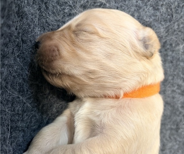 Medium Photo #7 Golden Retriever Puppy For Sale in PHOENIX, AZ, USA