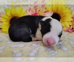 Small Photo #26 Border Collie Puppy For Sale in NORBORNE, MO, USA