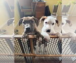 Small #3 American Staffordshire Terrier Mix