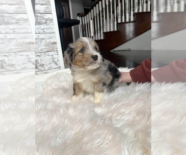 Medium Photo #2 Aussiedoodle Puppy For Sale in FREMONT, MI, USA