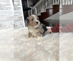 Small Photo #16 Aussiedoodle Puppy For Sale in FREMONT, MI, USA