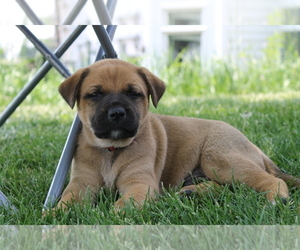 Cane Corso-German Shepherd Dog Mix Puppy for sale in NEWARK, IL, USA