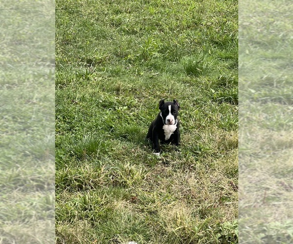 Medium Photo #4 American Pit Bull Terrier Puppy For Sale in BROCKTON, MA, USA