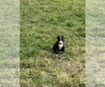 Small #3 American Pit Bull Terrier