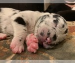 Small Photo #9 Great Dane Puppy For Sale in MARICOPA, AZ, USA