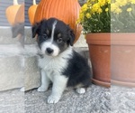 Small #5 Australian Shepherd