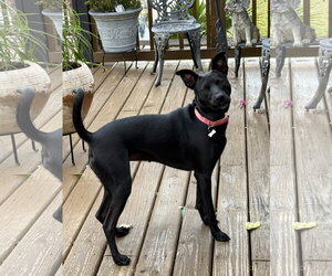 Labrador Retriever-Unknown Mix Dogs for adoption in Royal Palm Beach, FL, USA