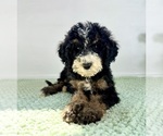 Small #2 Bernedoodle (Miniature)