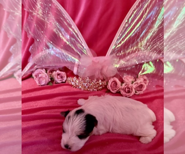 Medium Photo #3 Yorkshire Terrier Puppy For Sale in BROOKHAVEN, MS, USA