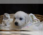 Small English Cream Golden Retriever