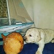 Small Photo #20 Goldendoodle Puppy For Sale in NEW BERN, NC, USA