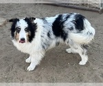 Small #1 Shetland Sheepdog