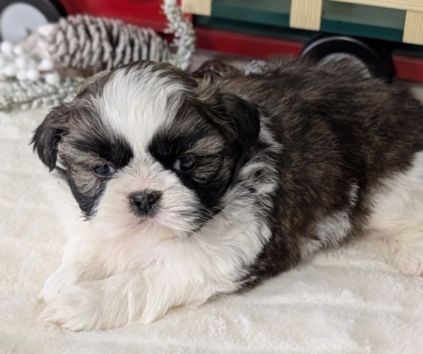 Medium Photo #31 Shih Tzu Puppy For Sale in GOSHEN, IN, USA