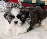 Small Photo #31 Shih Tzu Puppy For Sale in GOSHEN, IN, USA
