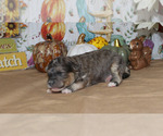 Small Photo #3 Poodle (Toy) Puppy For Sale in CHANUTE, KS, USA