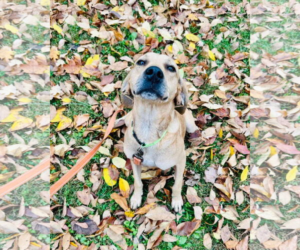 Medium Photo #5 Black Mouth Cur-Labrador Retriever Mix Puppy For Sale in Westwood, NJ, USA