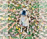 Small #4 Black Mouth Cur-Labrador Retriever Mix