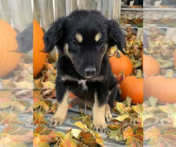 Medium Photo #1 Australian Shepherd Puppy For Sale in WILLIAMS, AZ, USA