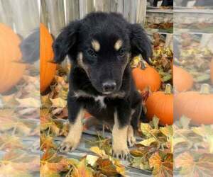 Medium Australian Shepherd