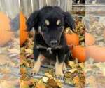 Puppy Cow girl Australian Shepherd