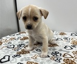 Small Photo #15 Jack Chi Puppy For Sale in SAINT AUGUSTINE, FL, USA