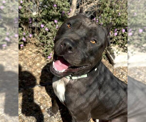 Medium Photo #2 American Pit Bull Terrier Puppy For Sale in Santa Barbara, CA, USA