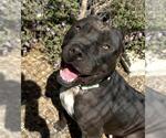 Small #1 American Pit Bull Terrier